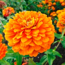 Цинния Оранжевый король