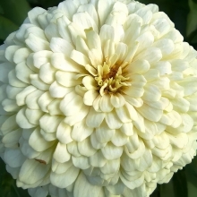 Цинния Полярный медведь