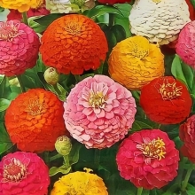 Цинния Шаровидная смесь