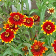 Цинния Чип и Дейл (узколистная)