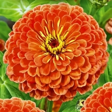 Цинния Сомбреро F1 коралловая