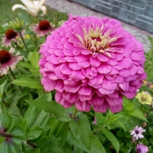 Цинния Супер Йога Парпл