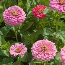 Цинния Супер Йога Роуз