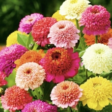 Цинния Цитрусовый Коктейль