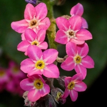 Циноглоссум Розовый браслет