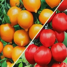 Томат Цитрусовый микс смесь