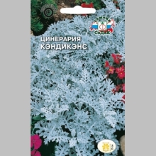 Цинерария Кэндикенс