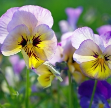 Виола Великолепие лиловое F1 (Виттрока)