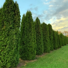 Туя Западная (большой пакет)