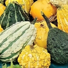 Тыква Мурашки смесь сортов декоративная