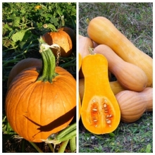 Дуэт Тыква Жемчужина + Кустовая оранжевая