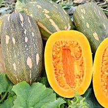 Тыква Иришка