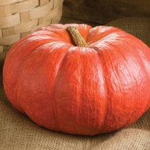 Тыква Красный Этамп