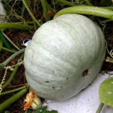 Тыква Грибовская зимняя