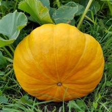 Тыква Толстушка