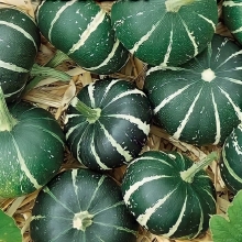 Тыква Милашка декоративная