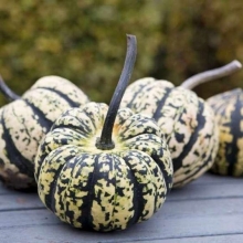 Тыква Сладкий пельмень