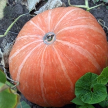 Тыква Славянка