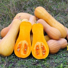 Тыква Страдивари F1