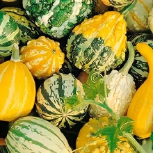 Тыква Сувенир декоративная смесь сортов