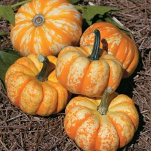 Тыква Золотой десерт F1 (мускатная)