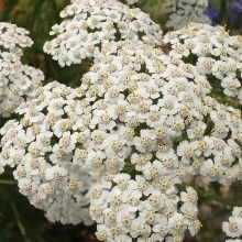 Тысячелистник лекарственный домашний Доктор