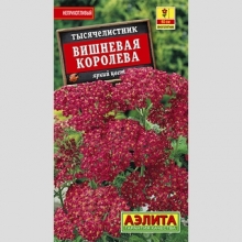 Тысячелистник Вишневая королева