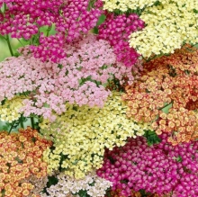 Тысячелистник Волшебные сны смесь сортов