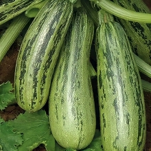 Кабачок Удалой