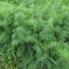 Укроп Борода монаха