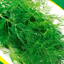 Укроп Грибовский