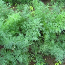 Укроп Крокодил Данди