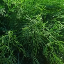 Укроп Лесногородский