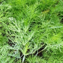 Укроп Лохматый лев