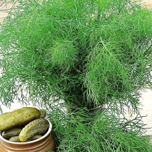 Укроп Пушистый кедр