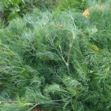 Укроп Зеленая аллея