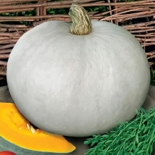 Тыква Валентина F1