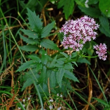 Валериана Кардиола лекарственная