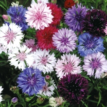 Василек Морозные Узоры смесь