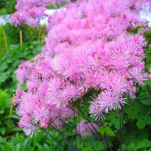 Василистник Розовое шампанское (водосборолистный)