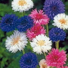 Василек Раннецветущий махровый смесь окрасок