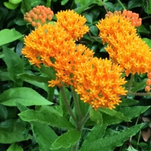 Ваточник клубненосный (большой пакет)