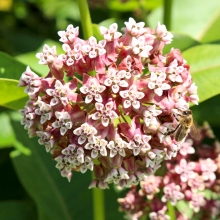 Ваточник сирийский (большой пакет)