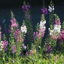 Вербаскум Римские свечи