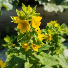 Вербейник Тропическое солнце (точечный)