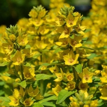 Вербейник Златовласка