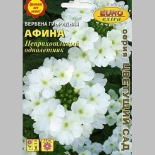 Вербена Афина