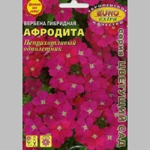 Вербена Афродита