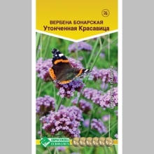 Вербена Утонченная Красавица (бонарская)