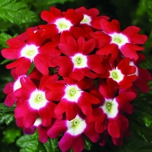 Вербена Кварц F1 Ред виз Ай